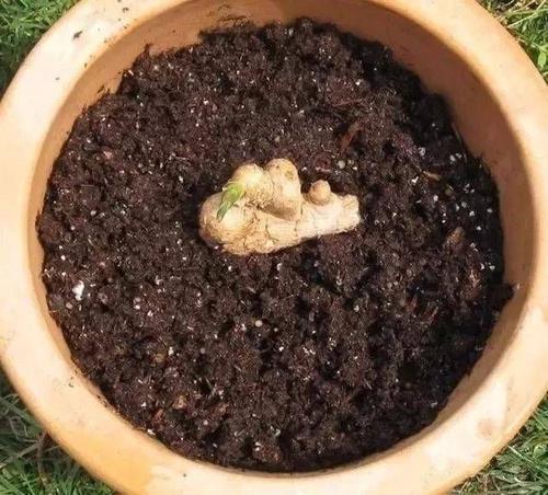 盆栽生姜什么时间种植怎样管理,生姜盆栽的种植方法时间