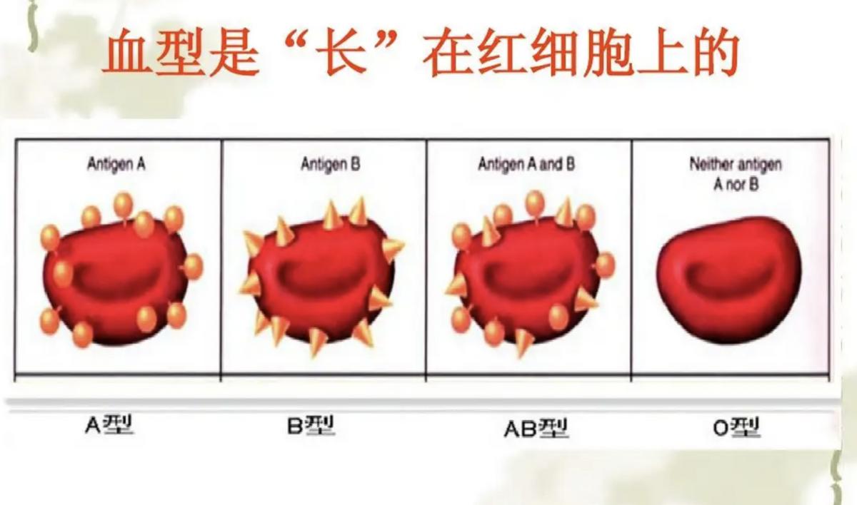 比“熊猫血”还稀有的救命血,世界上最罕见的血熊猫血