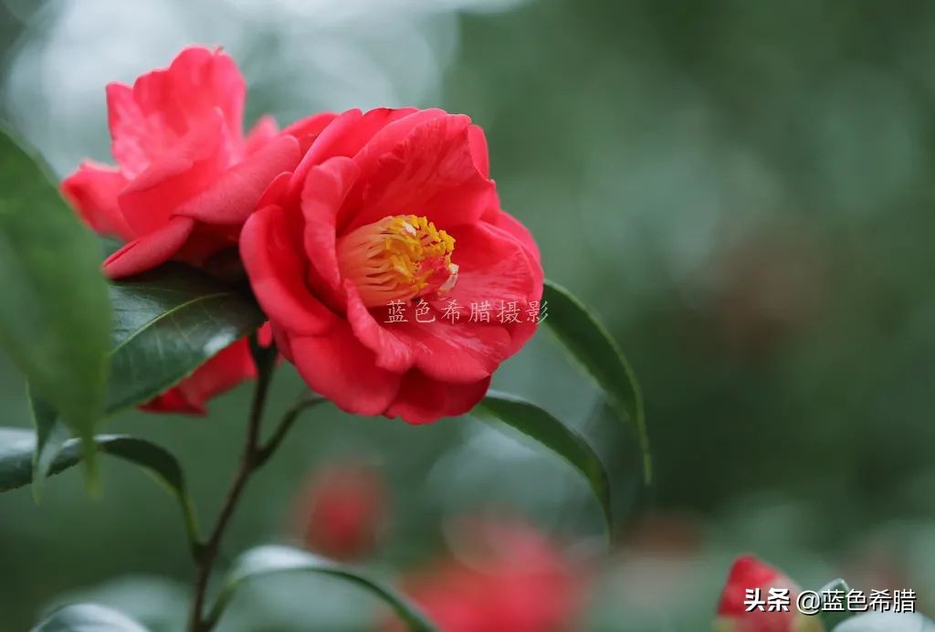 花花草草怎么拍出高级感,如何拍出惊艳的花卉