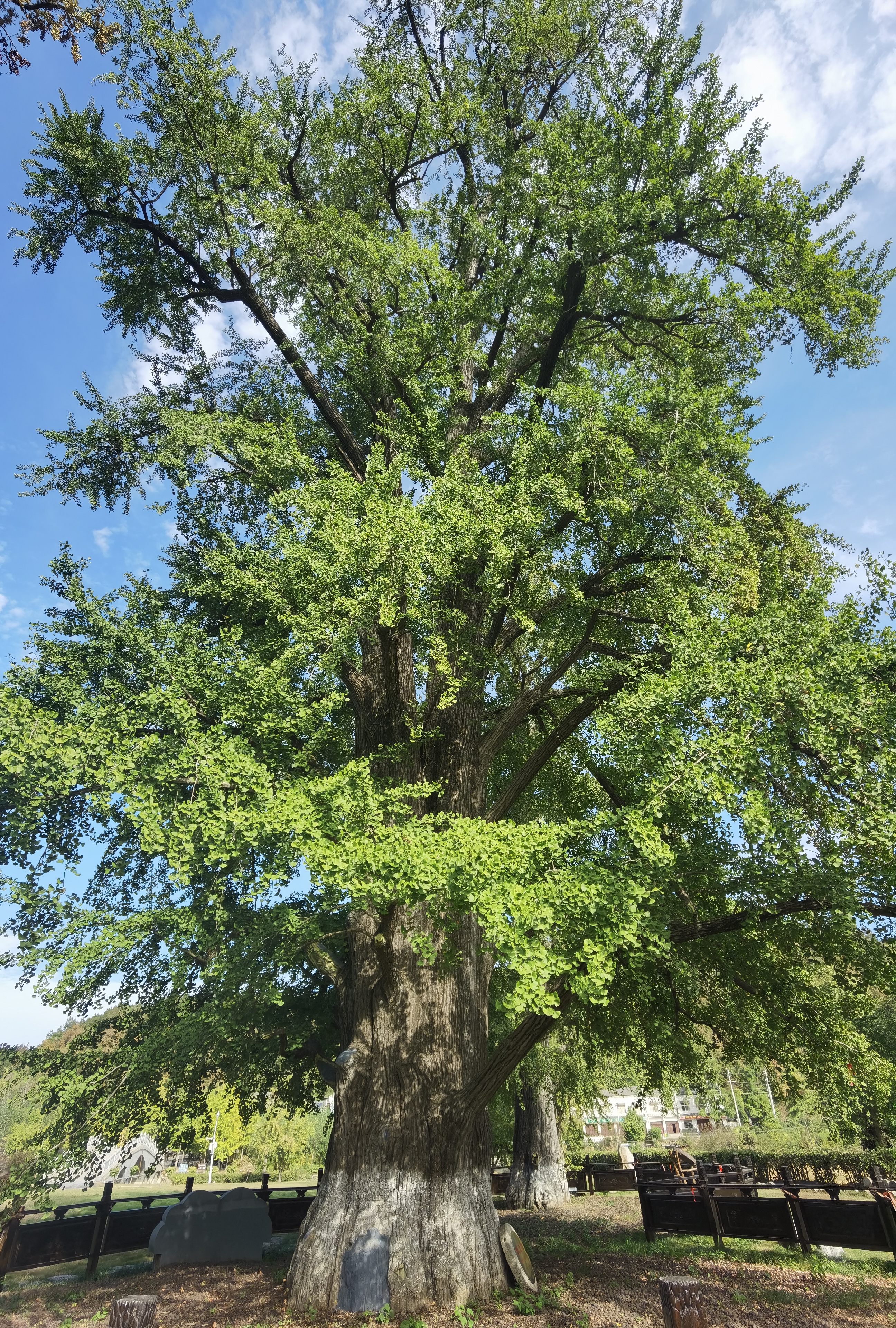 随州是网红城市吗,随州有气质的网红
