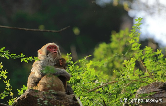 张家界5天4晚旅游攻略和费用明细,张家界旅游攻略和费用五天四晚