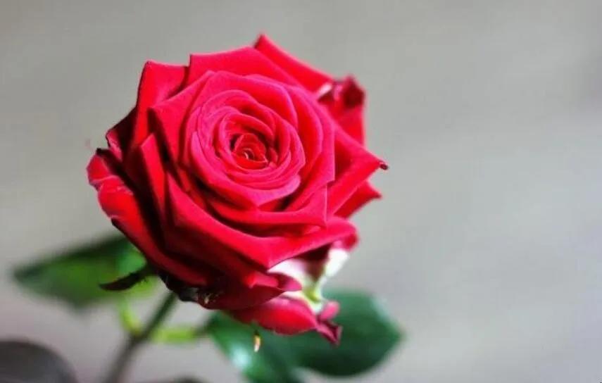 情人节大胆说爱,谁来陪我度过情人节