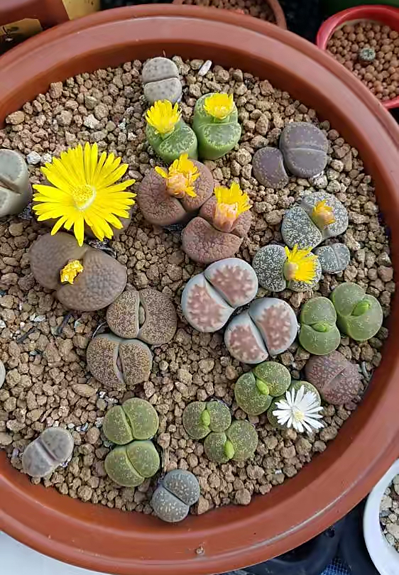 养了一年的生石花你们看品相如何,多肉生石花介绍养护方法推荐