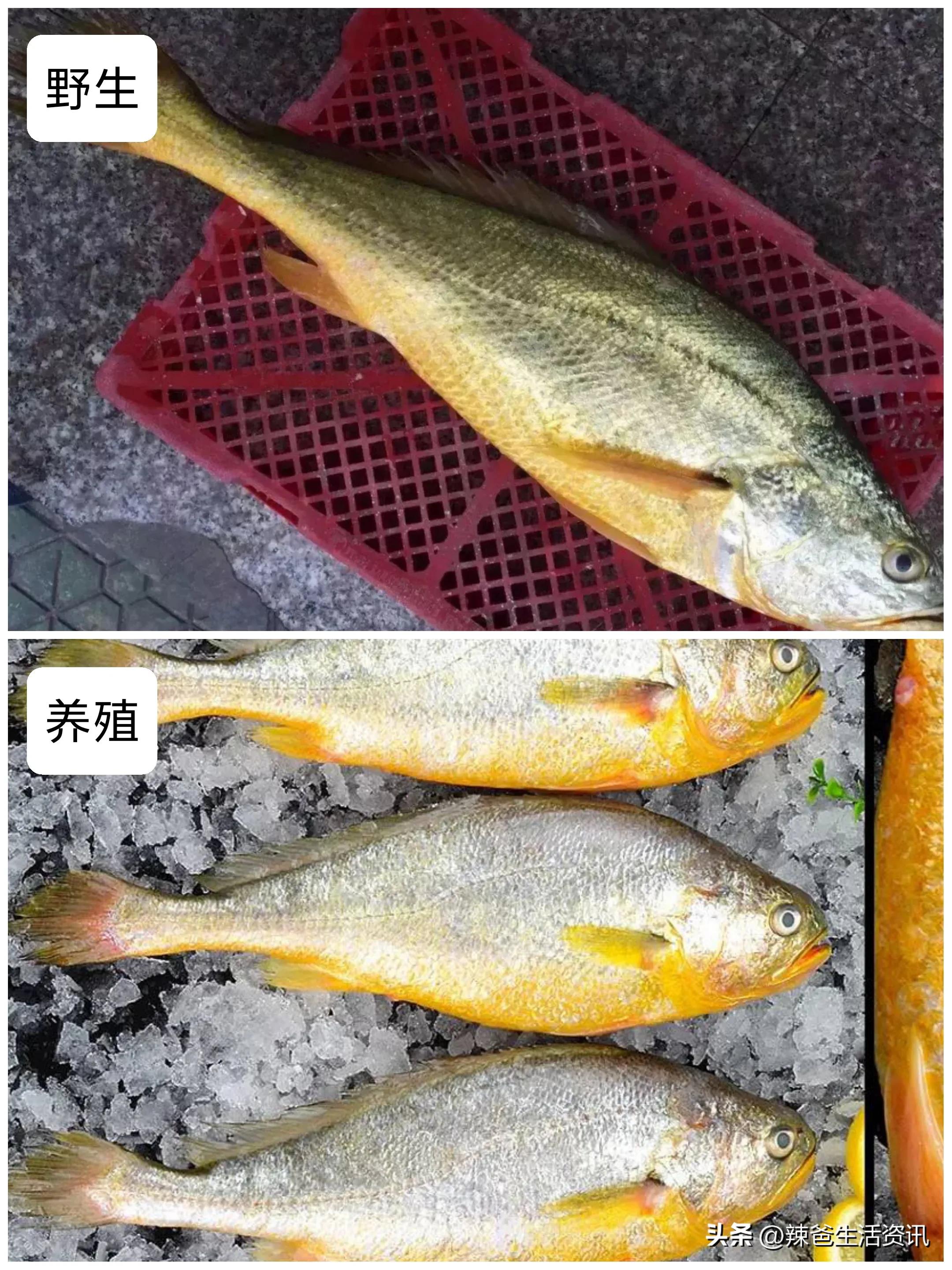 养殖海鱼和野生海鱼的区别,海鱼怎么区分养殖的还是野生的
