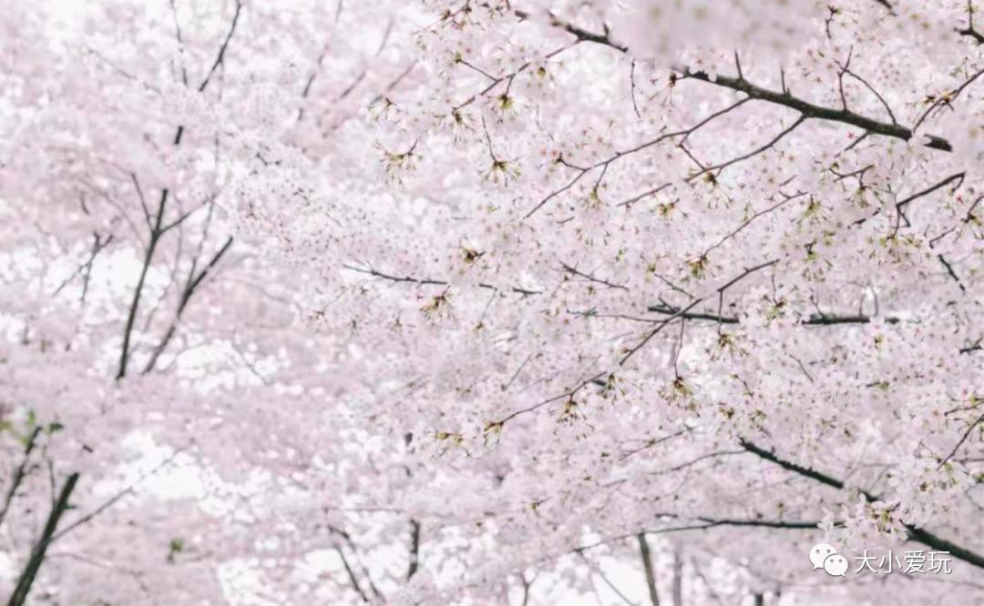 超级美的樱花美景全景,浪漫樱花海美景图