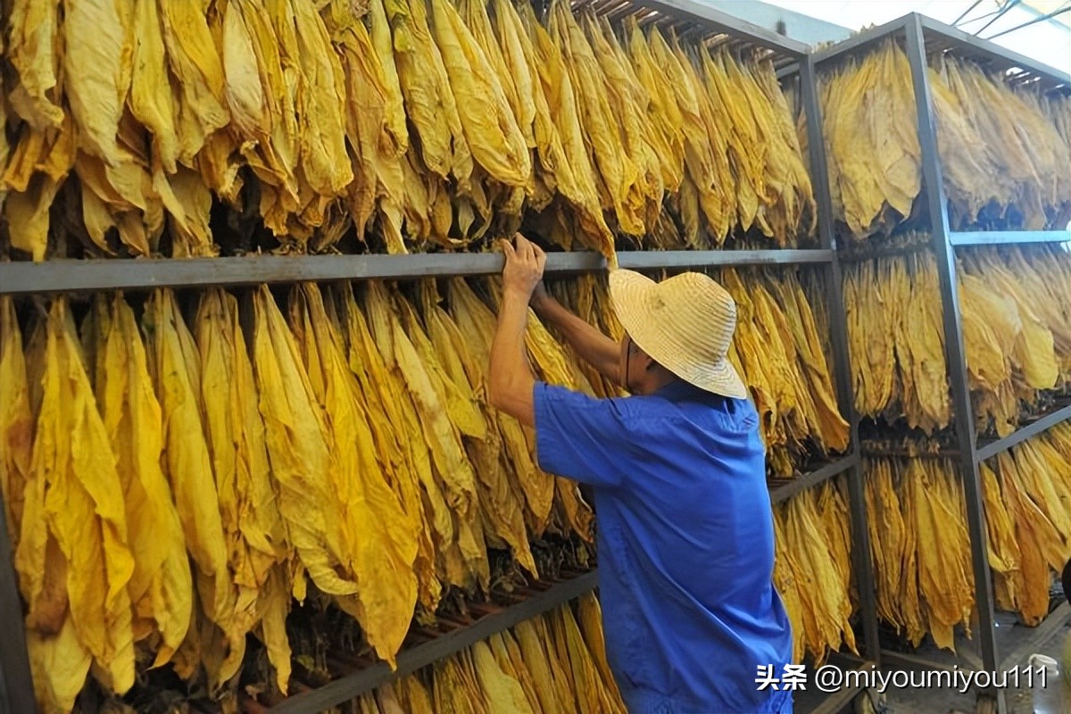 卷烟厂、*草烟**公司、*草烟**专卖局…*草烟**行业有多香？看完长见识了