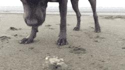 黑色拉布拉多和金毛哪个好养,农村养黑色拉布拉多