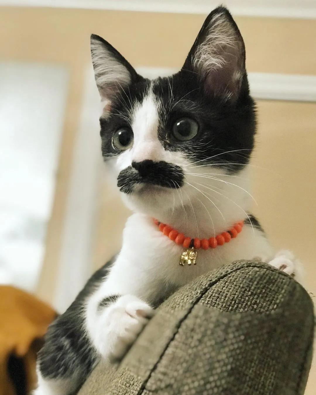 因为长了嘴一字胡，奶牛猫无人领养，却因祸得福成了网红