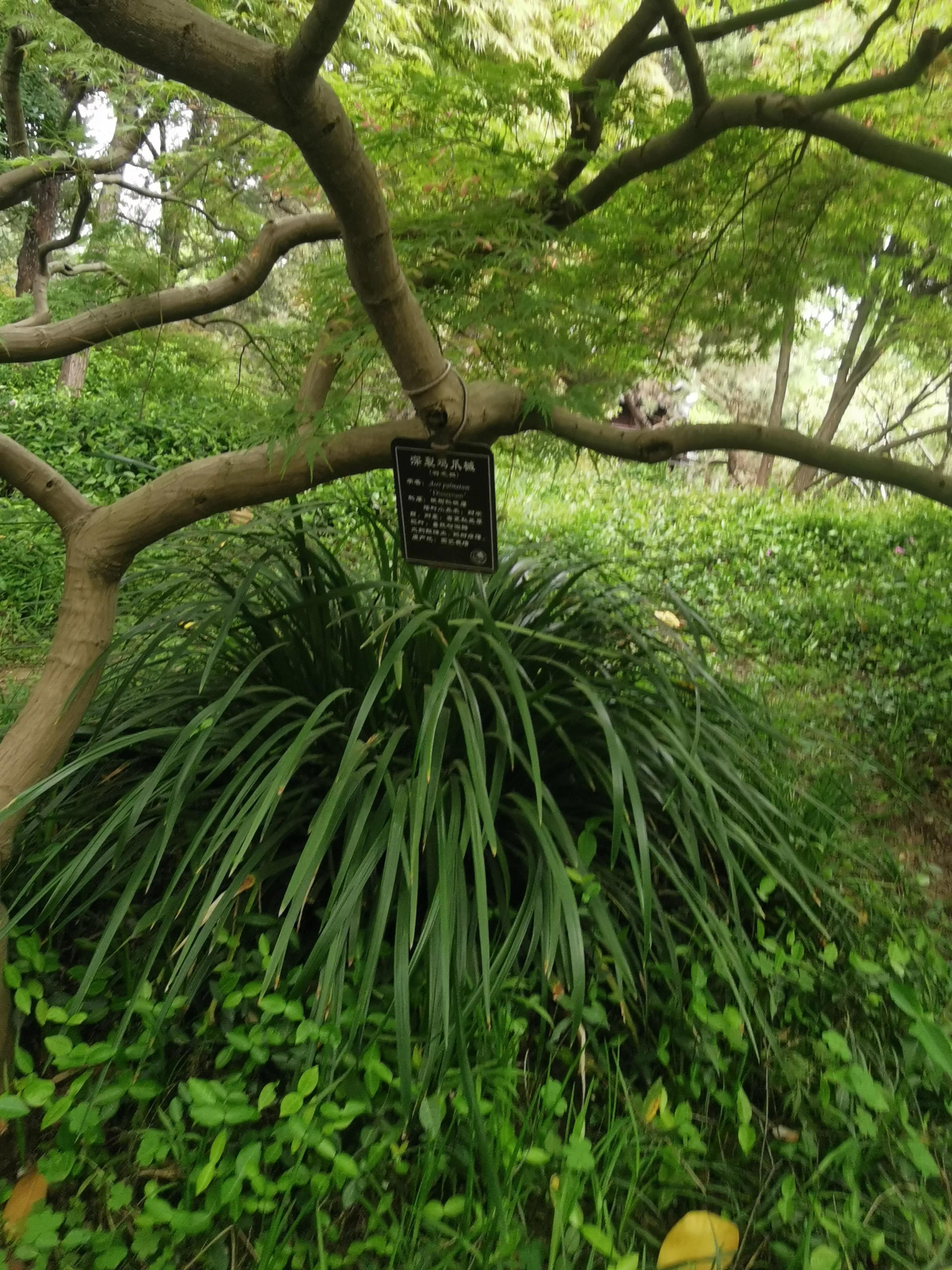 上海园林古猗园,上海古猗园留下美丽景色