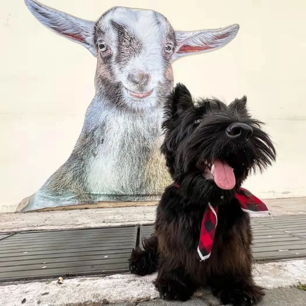 宠物医生，狗狗拉肚子，黑色的怎么办？