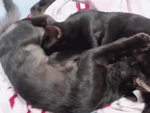 70万网友在线围观我家猫猫“搞黄色”：越看越上头，越看越变态