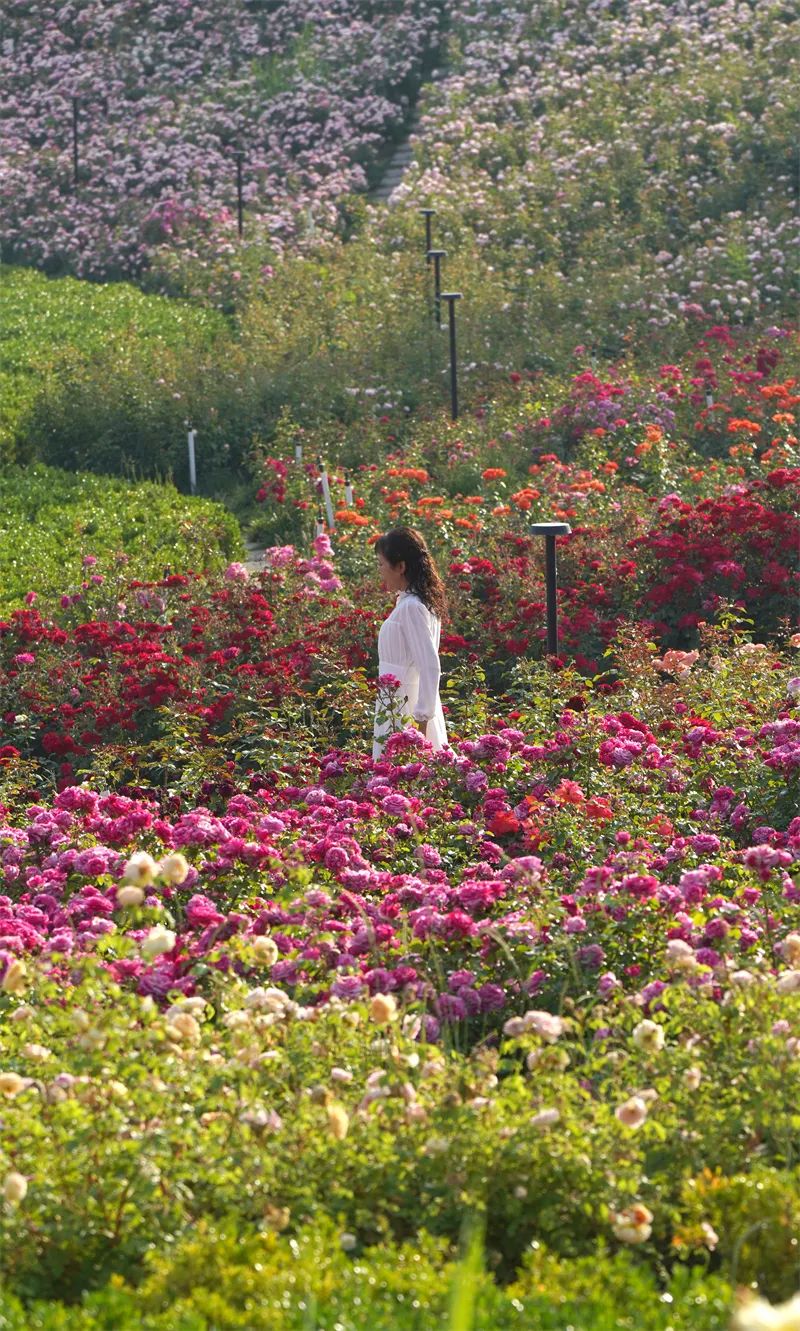 郑州520,打开520的正确方式