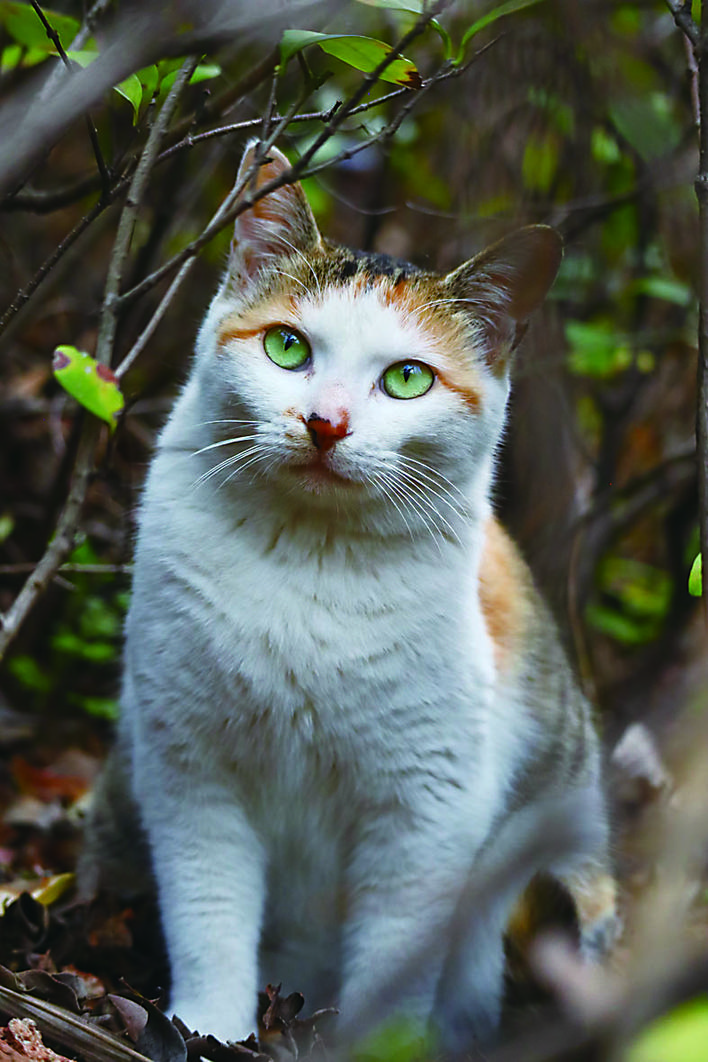 湖南工大的“HUT喵世界”火爆网络这是个啥东东？