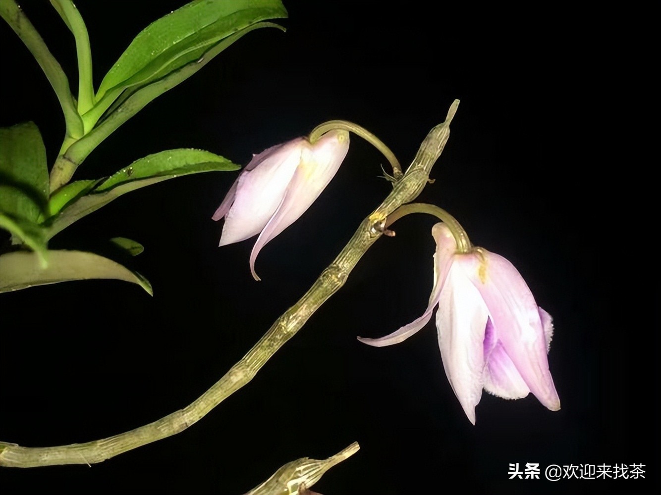 花茶最贵的多少钱一斤,又香又贵的花茶有哪些品种