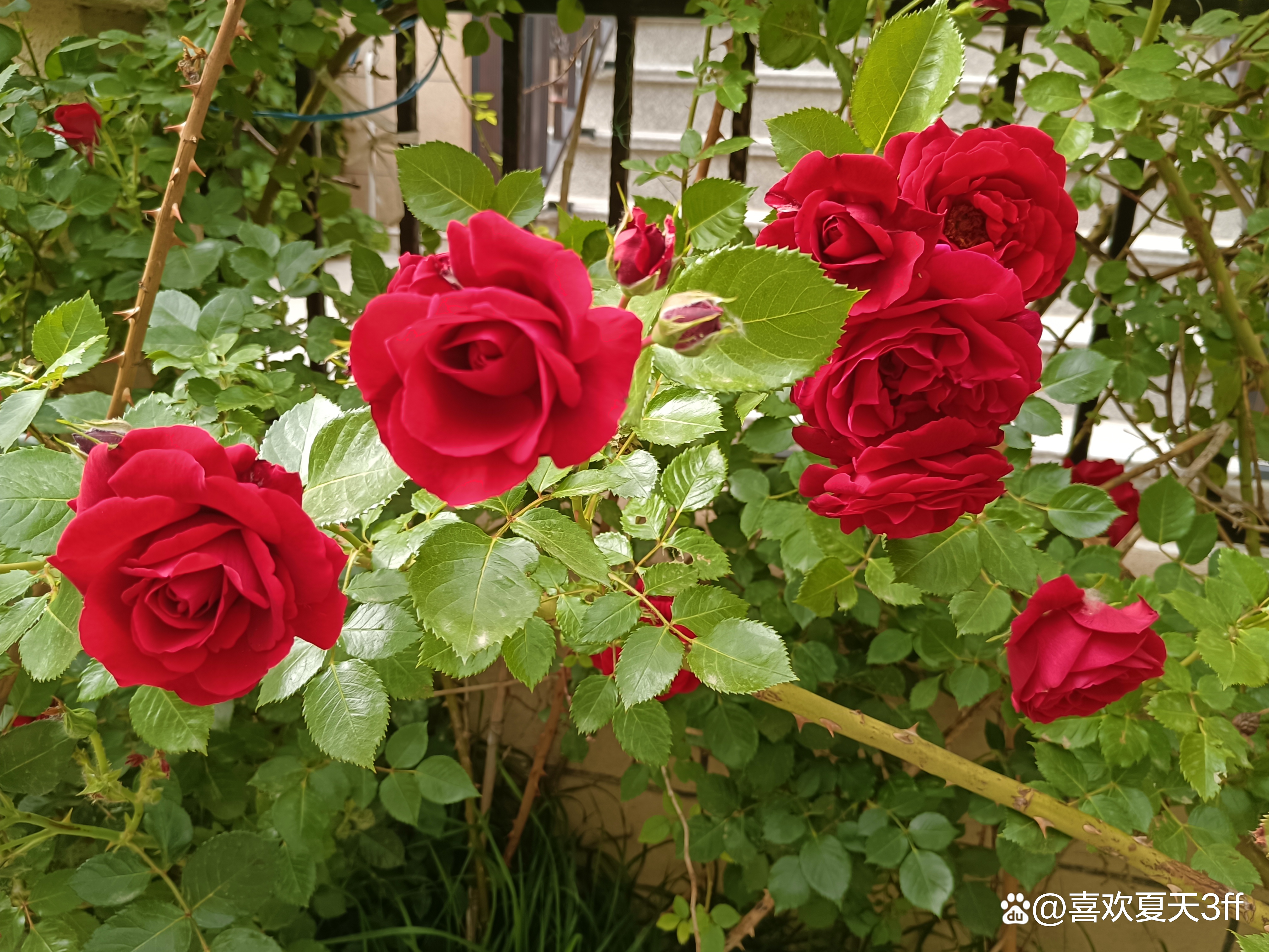 端午节快乐莲花盛开,端午节前后插花容易活吗