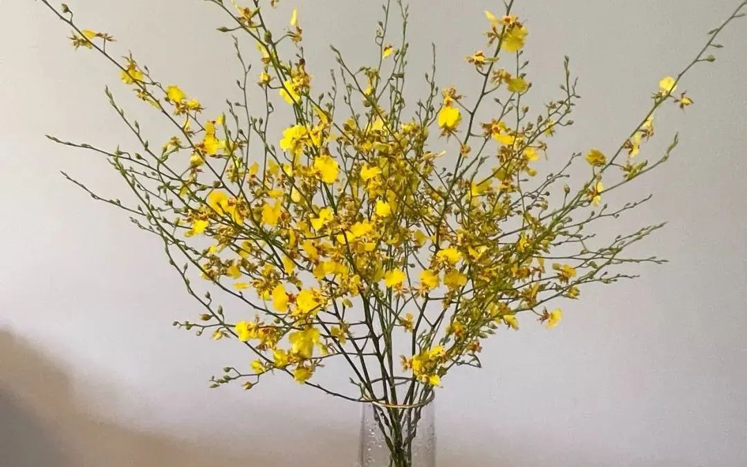 鲜花在水里能养几天会死,新加坡盆栽花卉怎么养