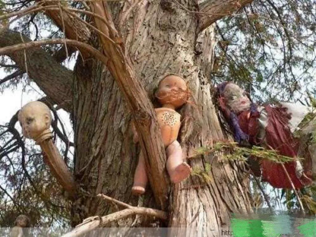 世界奇闻大搜罗,带你看遍全球各种奇闻异事