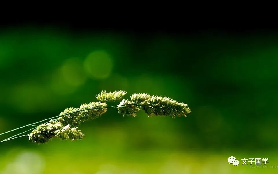 快把爱情扔了吧。《诗经》其实是大周王朝的政治“红宝书”（1）