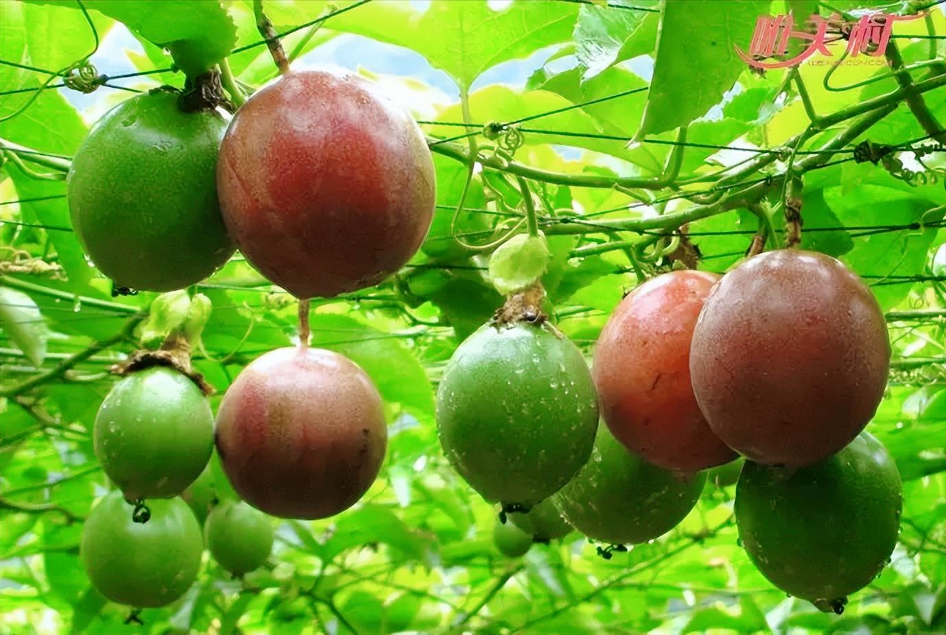 特殊时期补充维c,特殊时期吃点好吃的增加抵抗力