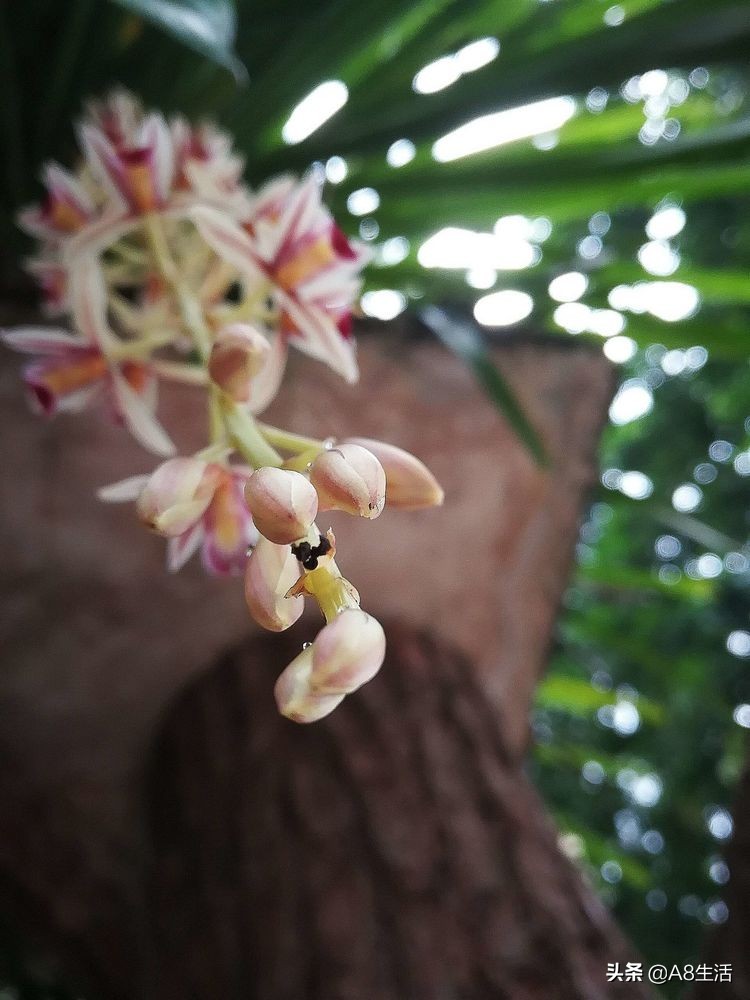 带你认识中华兰花纹瓣兰,顶级纹瓣兰图片