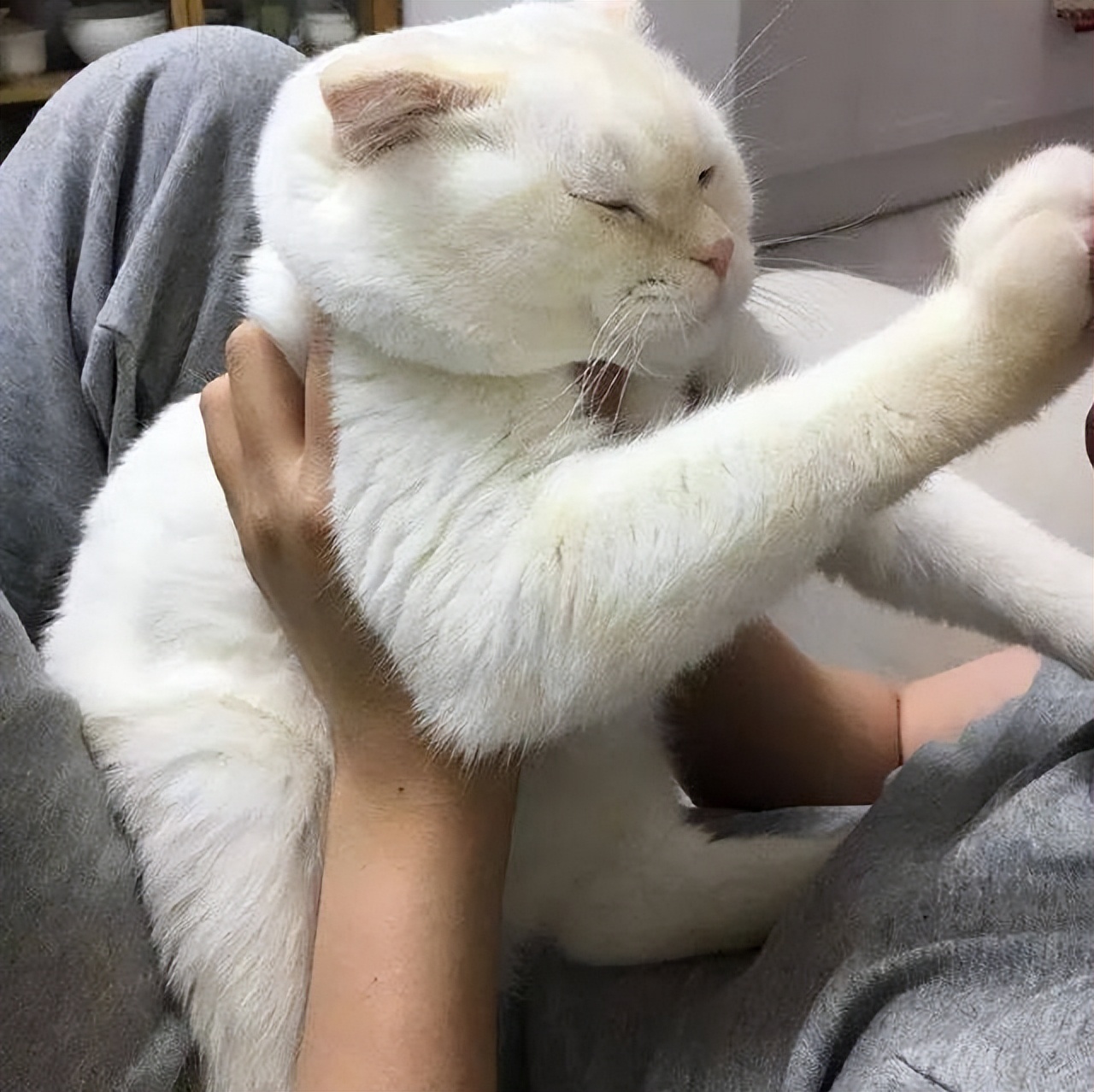 为什么想亲猫咪会用爪子把你推开,亲猫咪的时候为什么它会追你