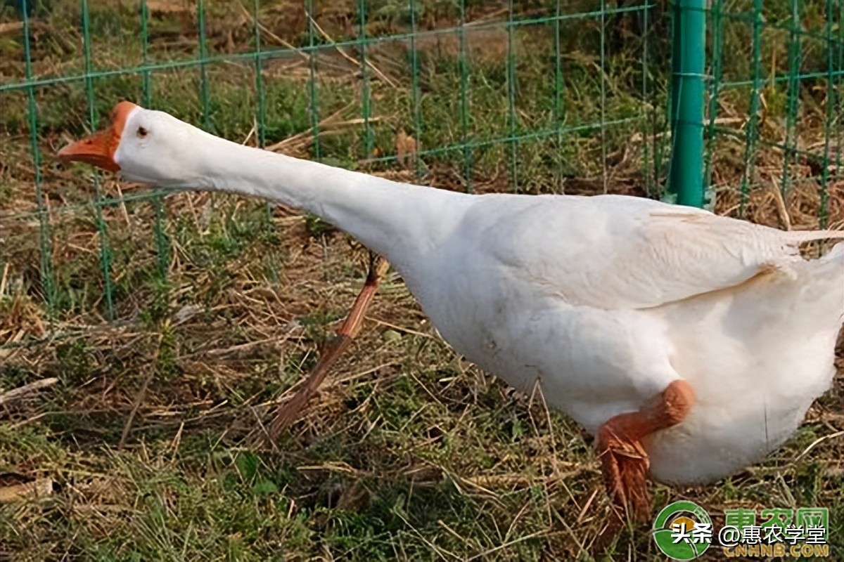 一斤左右鹅苗多少钱一只,现在鹅苗价格多少钱一只