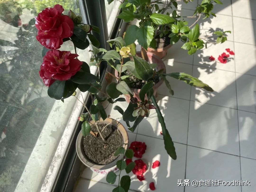 免于饥饿的N种方式｜一位浦东居民被禁足的28天