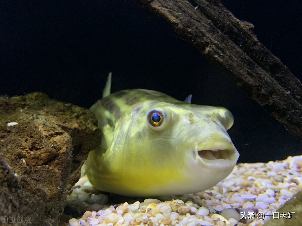 斑马狗头刚买来趴缸不爱动不吃食,斑马狗头鱼不吃食也不爱动