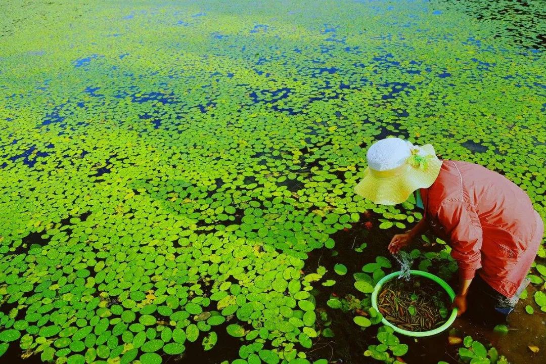 莼菜诗句,莼鲈诗词