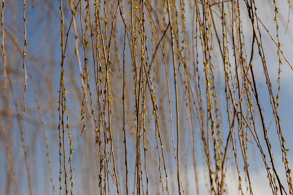 唯有读书最静心的诗句,读诗品诗应该有一颗乐学善思之心