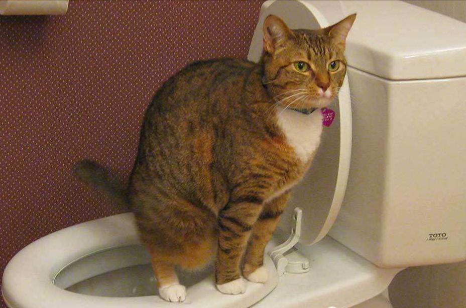 猫咪和人类相处得很好的原因,当猫和人类一起生活久了