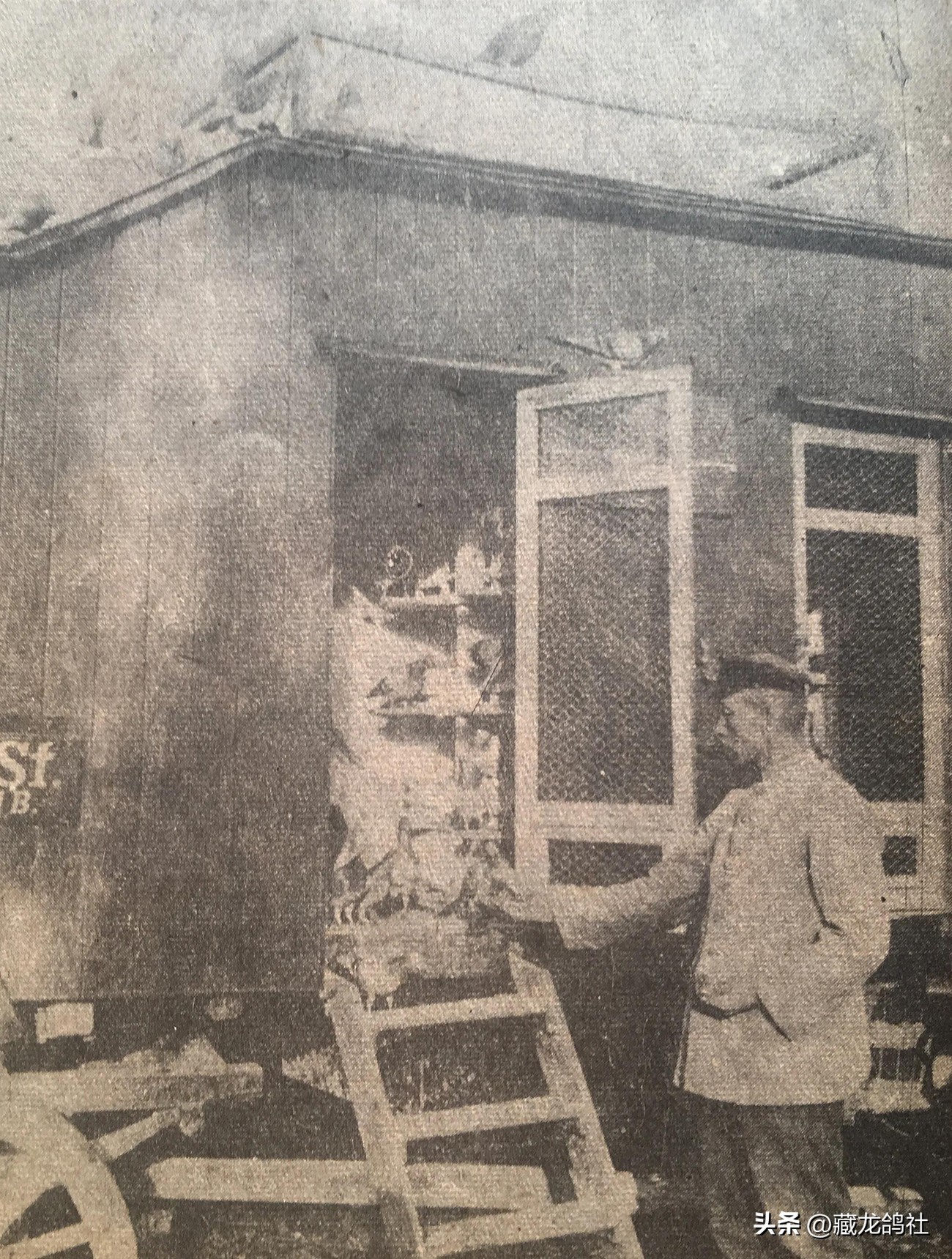 1968上海信鸽参军记