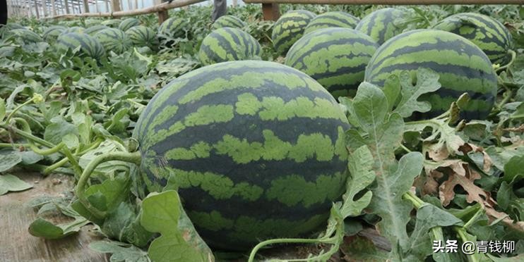 菜瓜小拱棚种植技术,一年三茬大棚蔬菜种植新模式