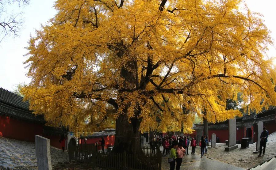 天津赏秋自驾盘山,天津盘山风景区10月秋景