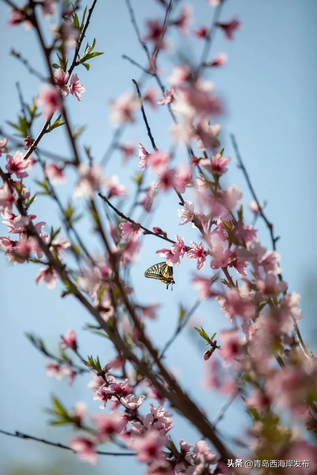 现实版小森林，这些藏在西海岸周边的乡野太治愈