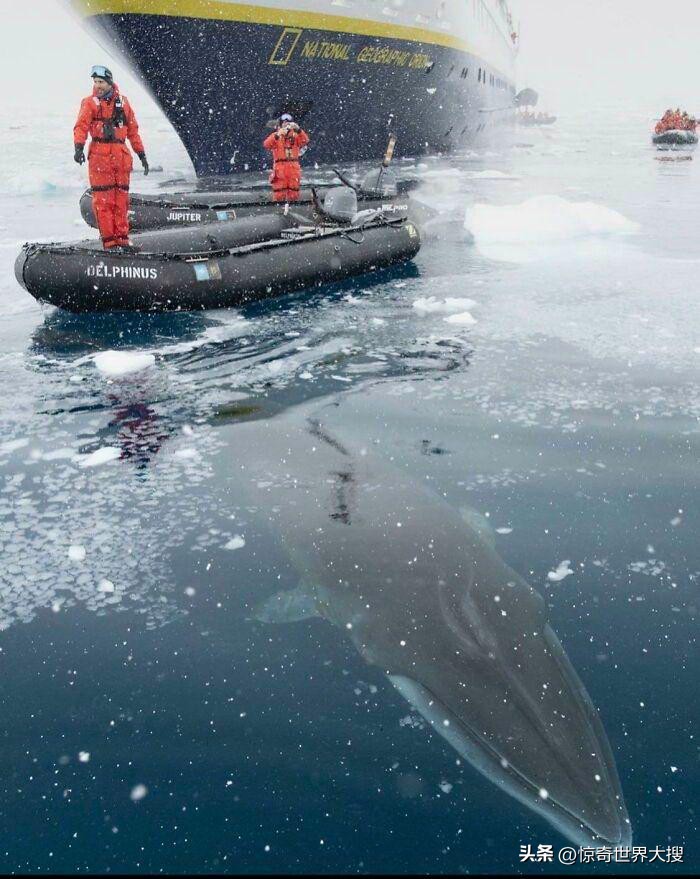 深海恐惧症最怕的100张图,深海恐惧症超长照片