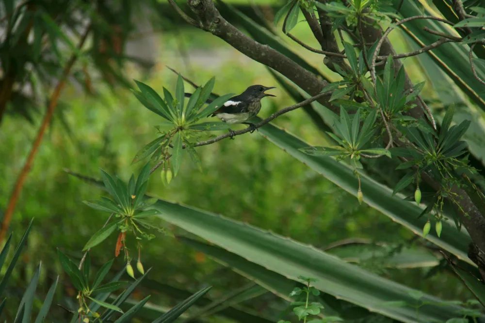 谷雨丨不觉已春暮，共赏好牡丹