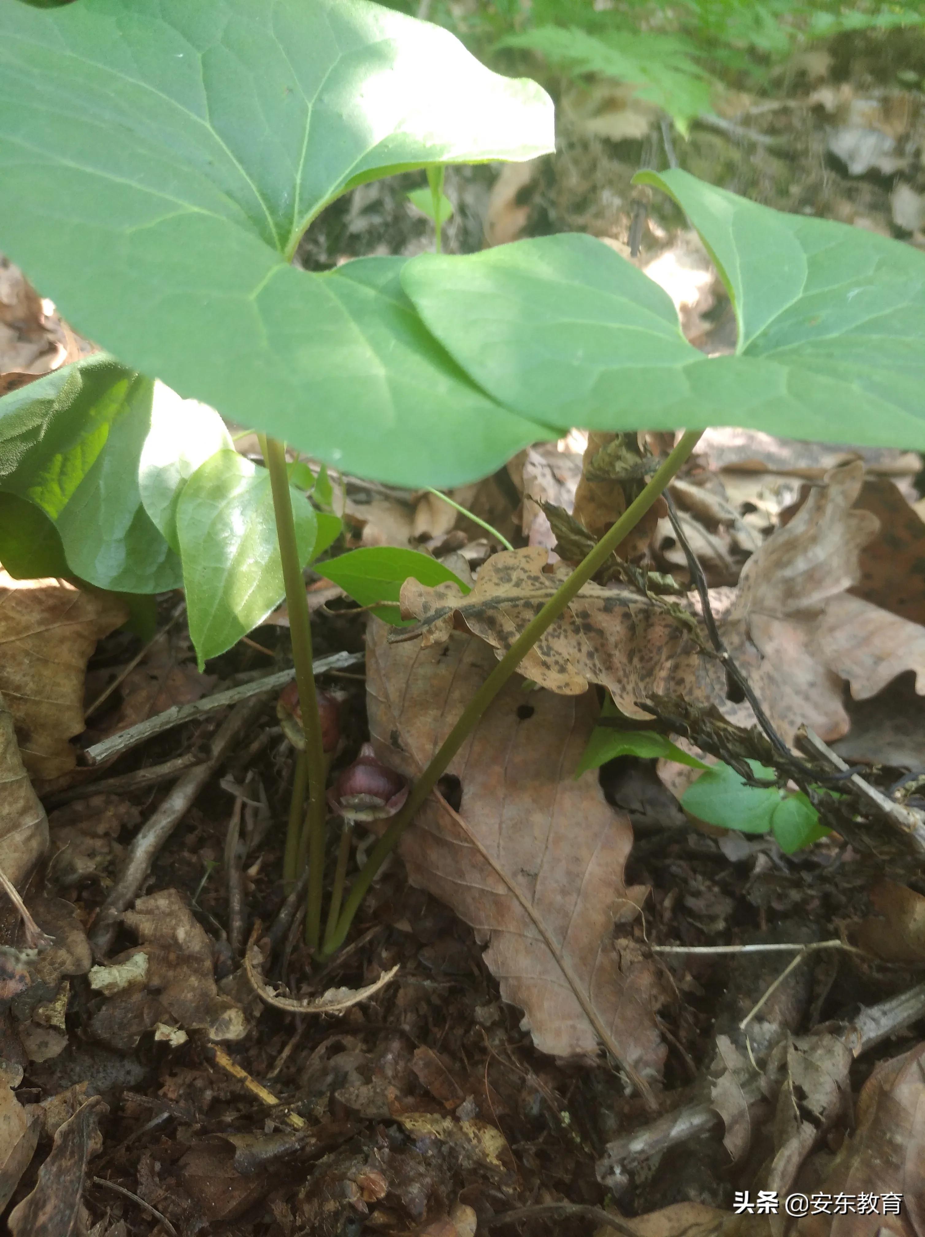 中药材细辛落价了吗,细辛草今日价格