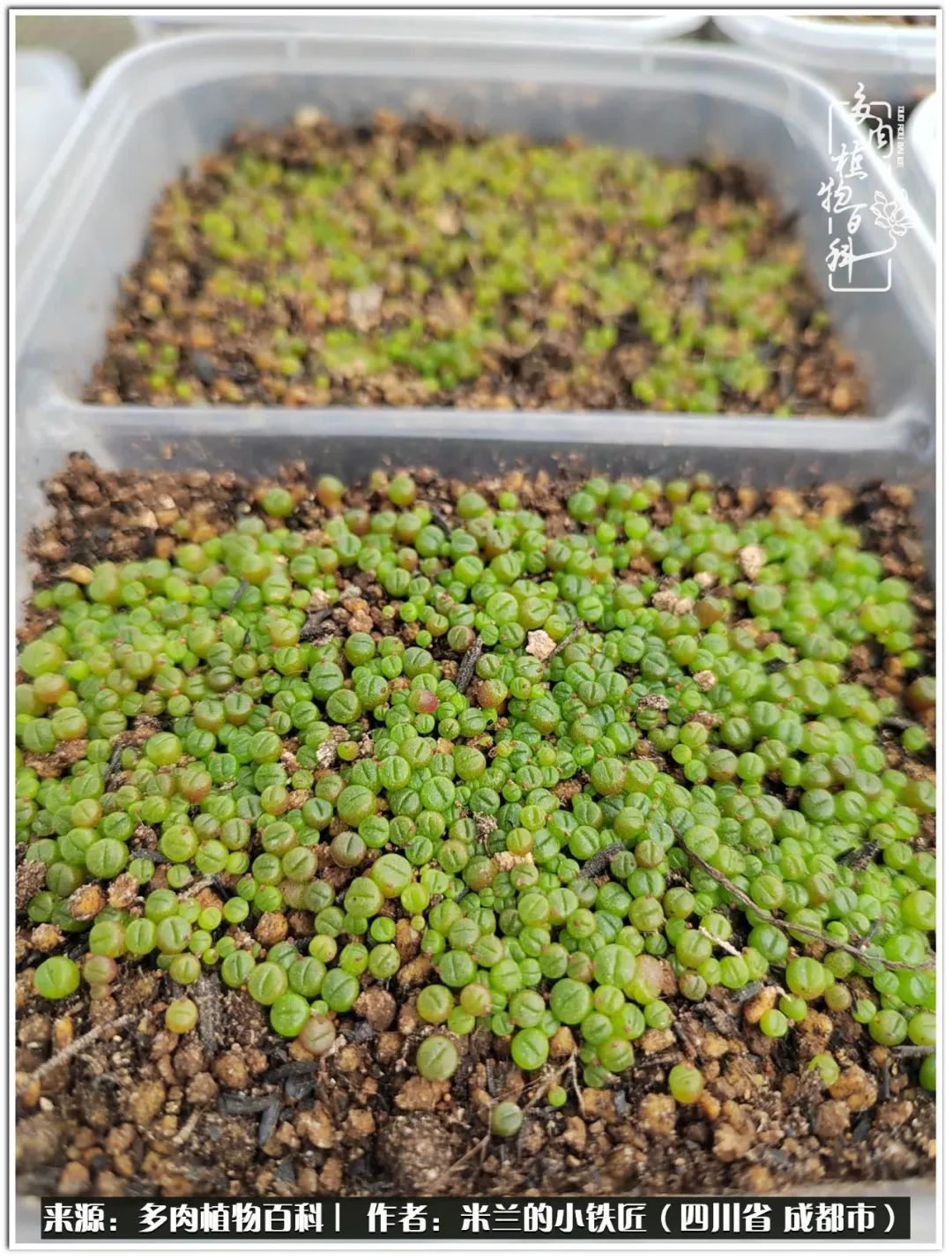 生石花好养吗怎么养护的,生石花的养殖方法和注意事项