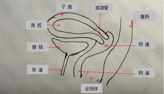 月经啥样的颜色算正常的,月经颜色发黑该怎么调理