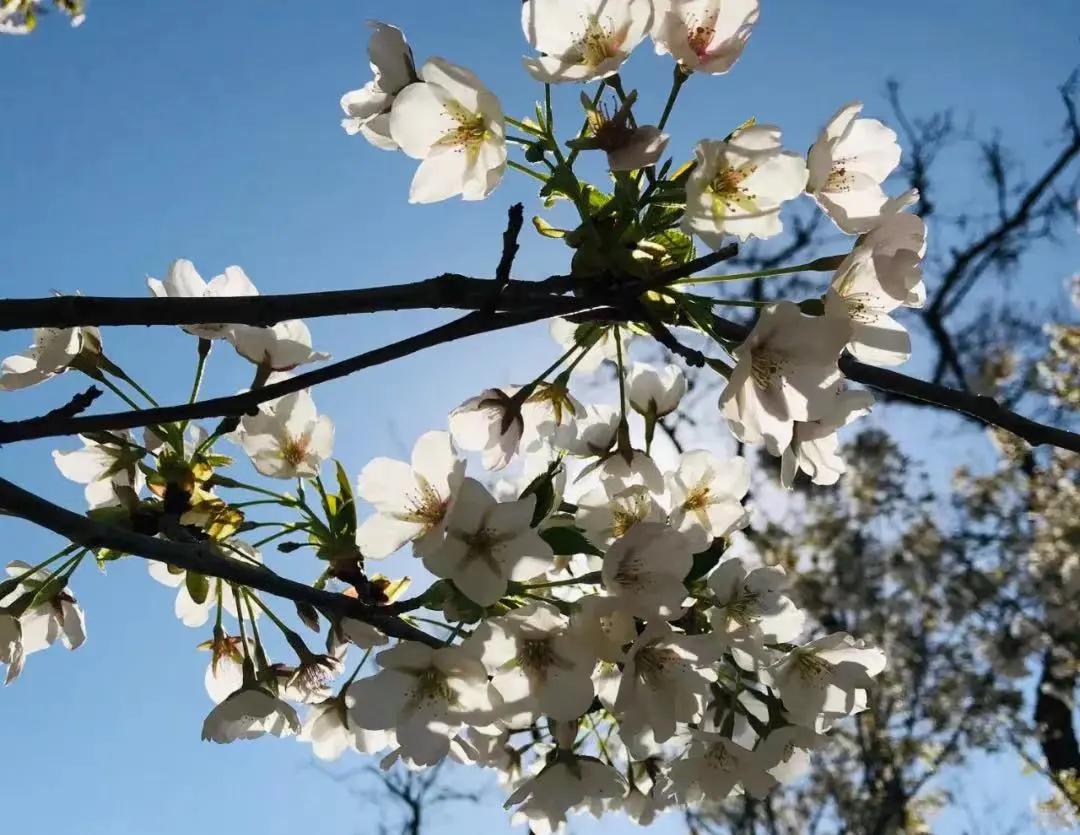 清明小长假去哪儿最全旅游攻略,清明10条精品旅游线路