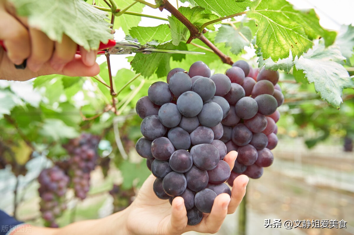巨峰葡萄栽培技术图书,巨峰葡萄简单的介绍