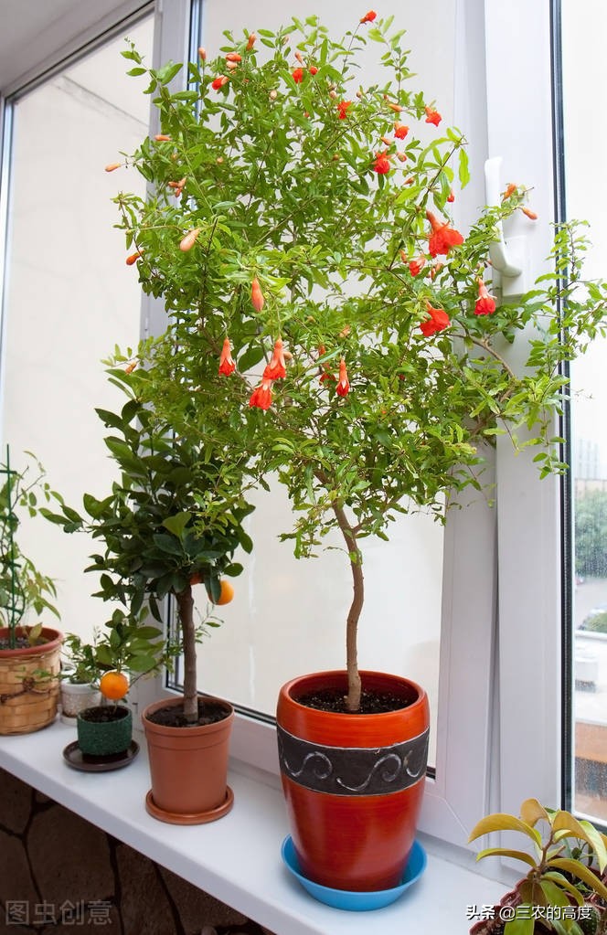 家门前种这6种树旺宅,门前种三种树旺宅招财