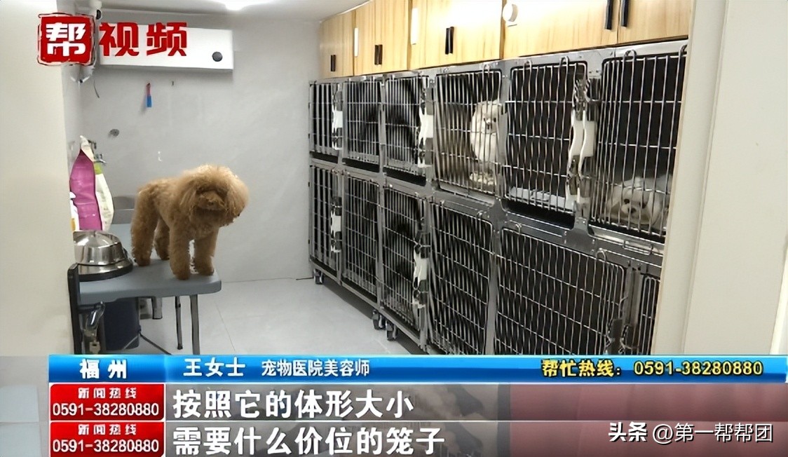 回家过年宠物怎么安置,寄养宠物需要注意什么细节