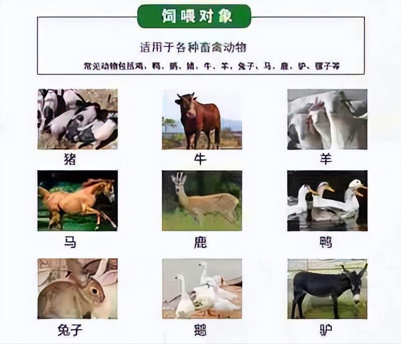 什么动物养殖最便宜最好养,药用动物养殖品种大全
