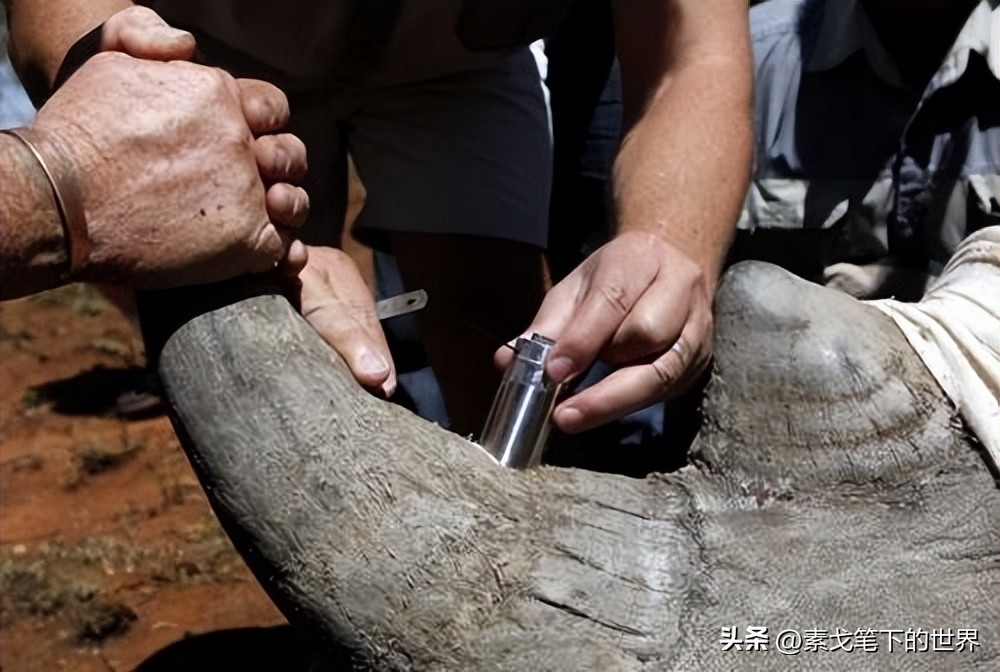 收入水平影响犀牛角消费偏好：野生与半野生犀牛角更受青睐