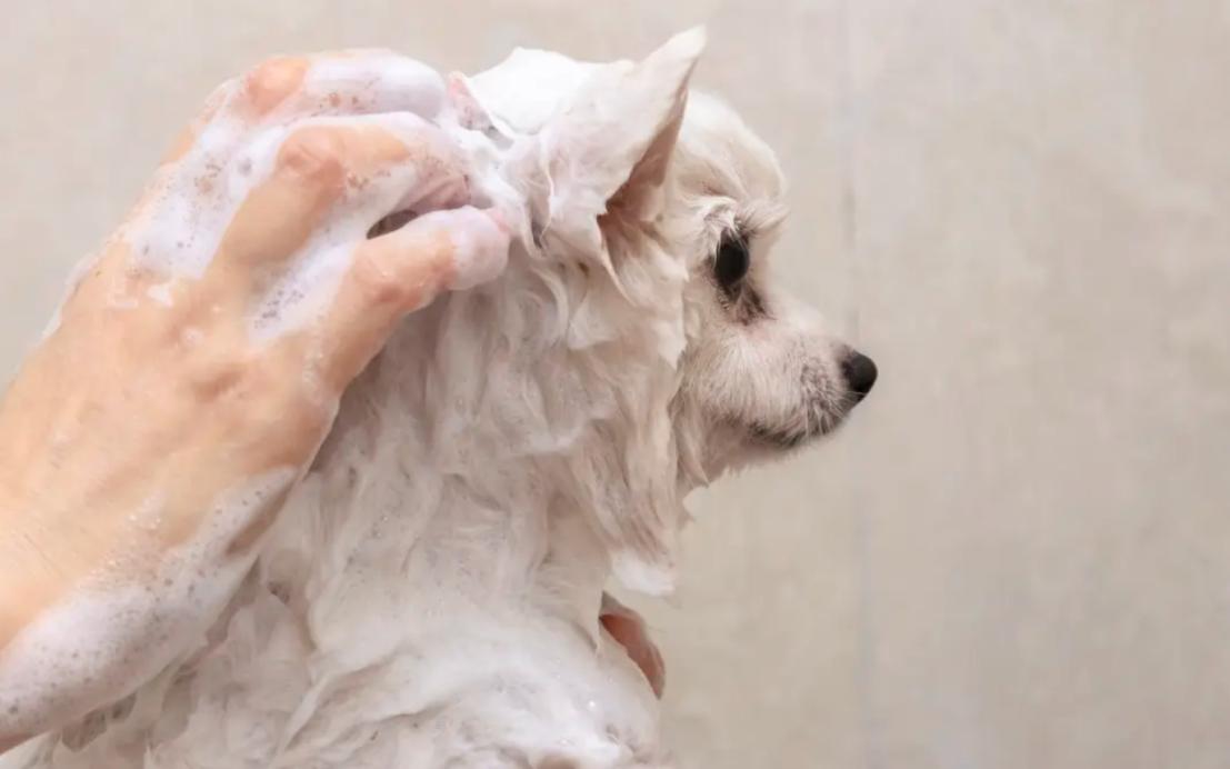 狗狗怀孕要注意哪些,新买的狗狗注意事项