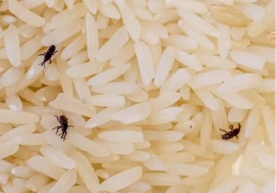 大米生虫不能晒怎么办,大米生虫有何办法