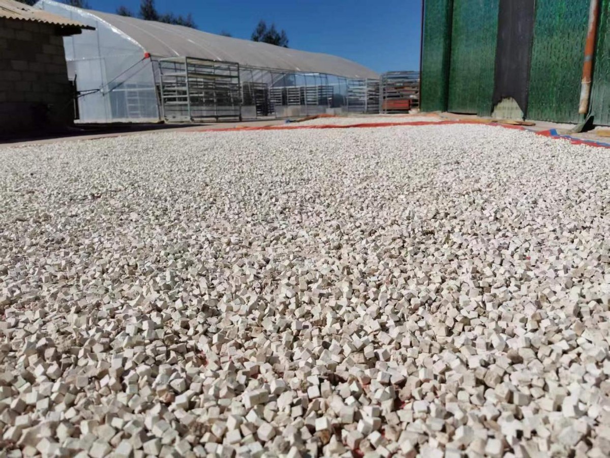 茯苓行情讲解,专家分析茯苓行情走势最新消息