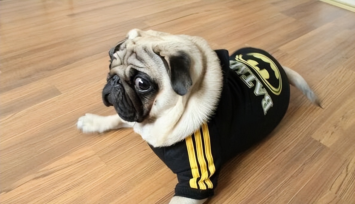 这几种狗性格温顺很适合家养,公认最温顺的七种狗你家上榜了吗